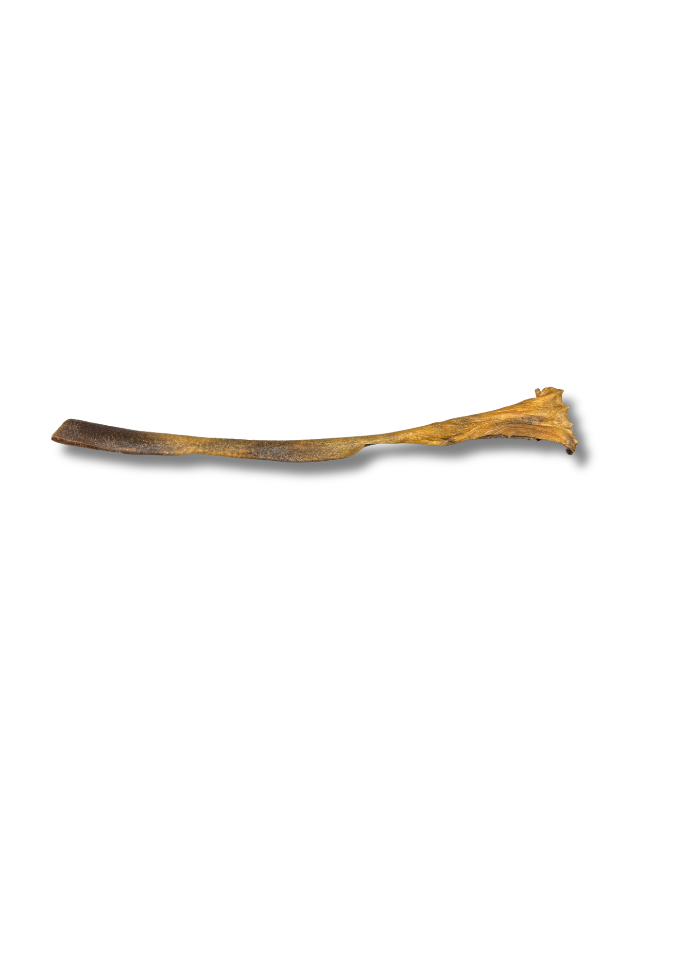 Peau de sanglier 50cm