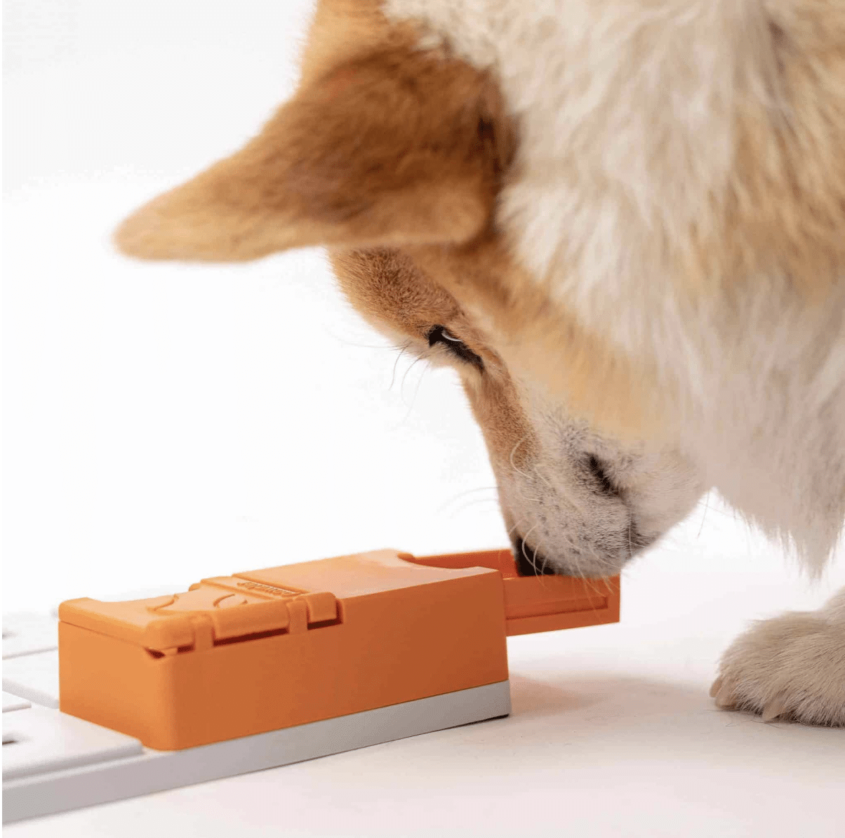 MAYA PAWZLE NIVEAU 3 _ PAWZLER