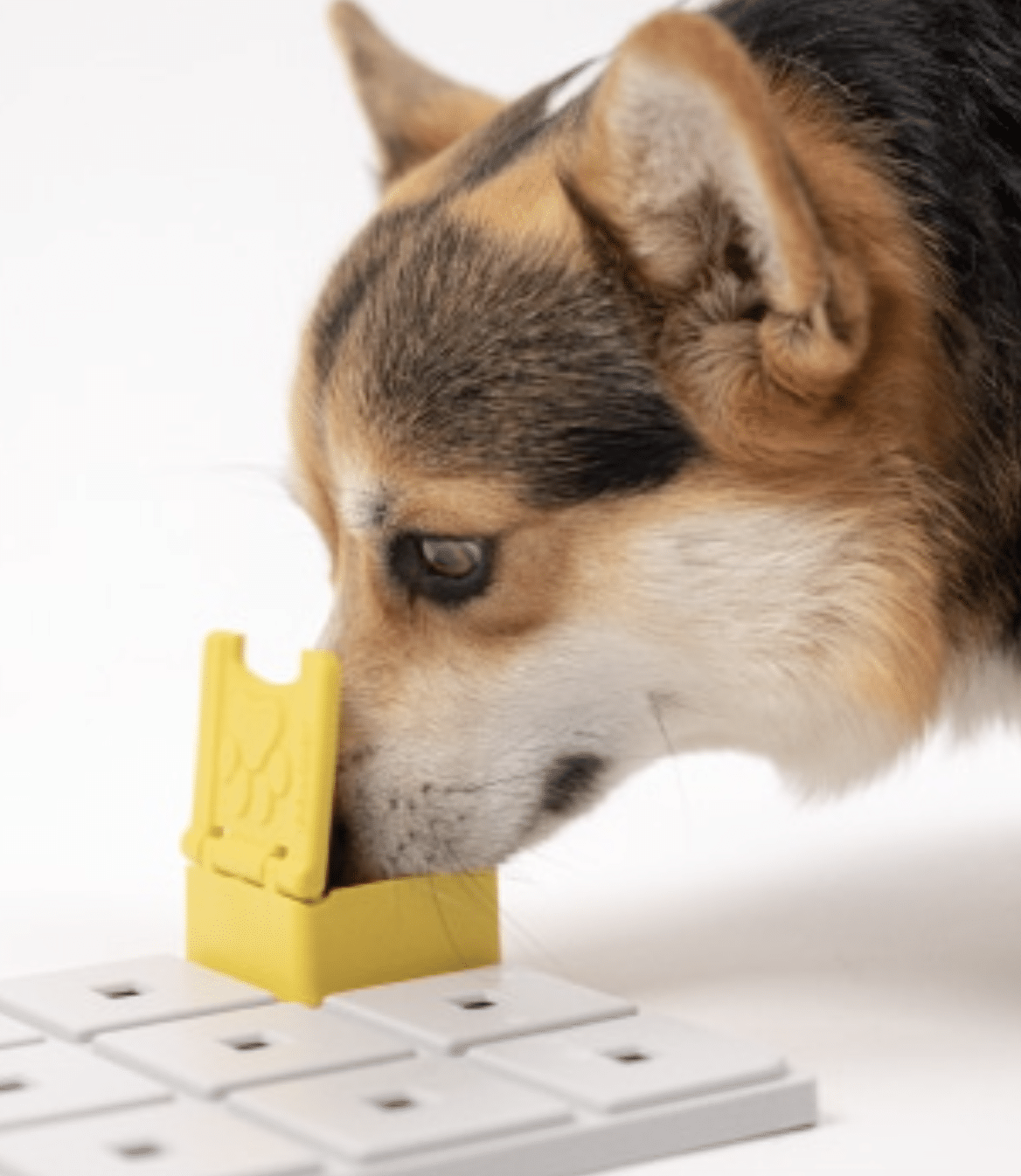 ZOEY PAWZLE NIVEAU 2 _ PAWZLER