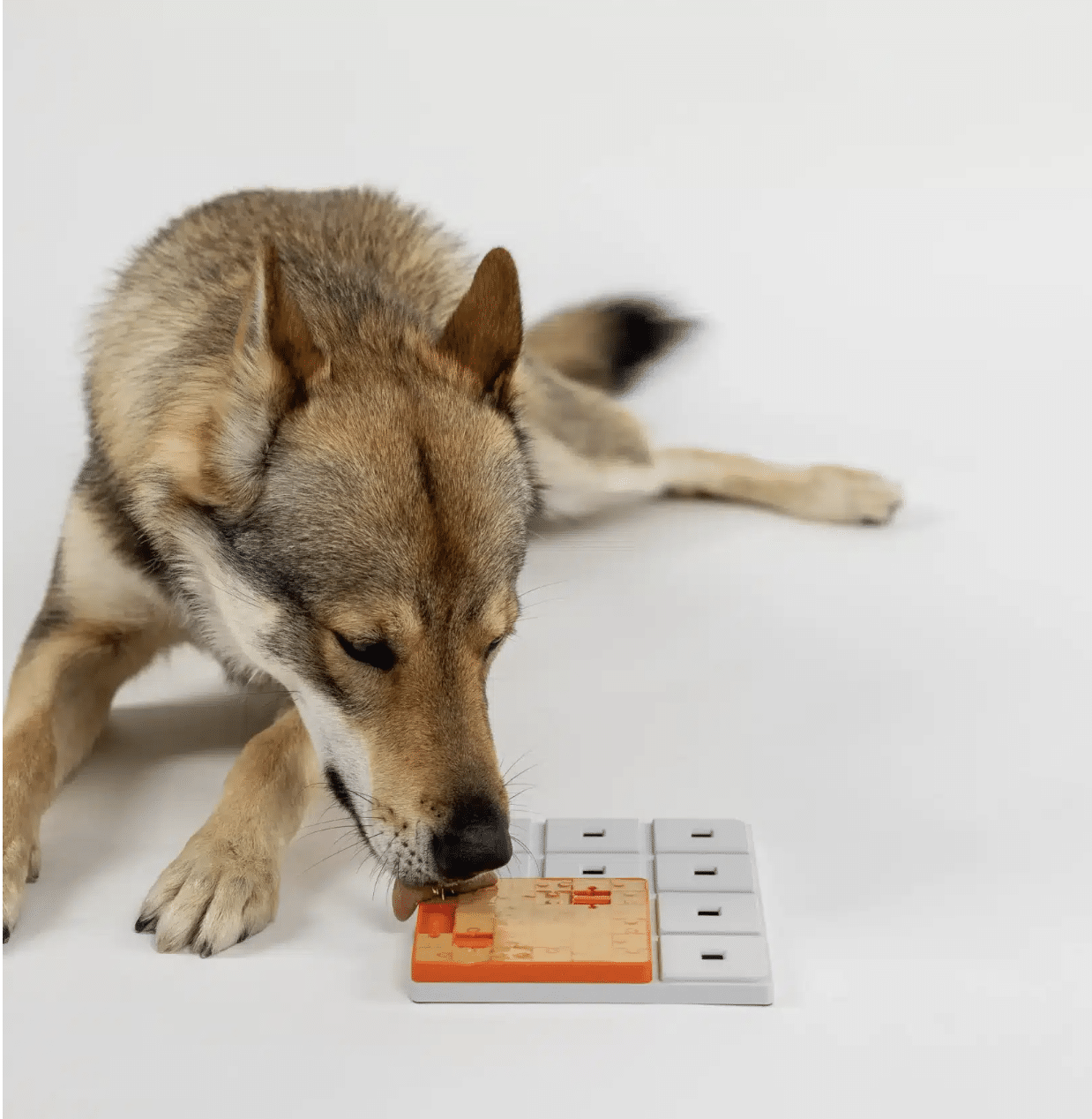 TERRA PAWZLE NIVEAU 1 _ PAWZLER