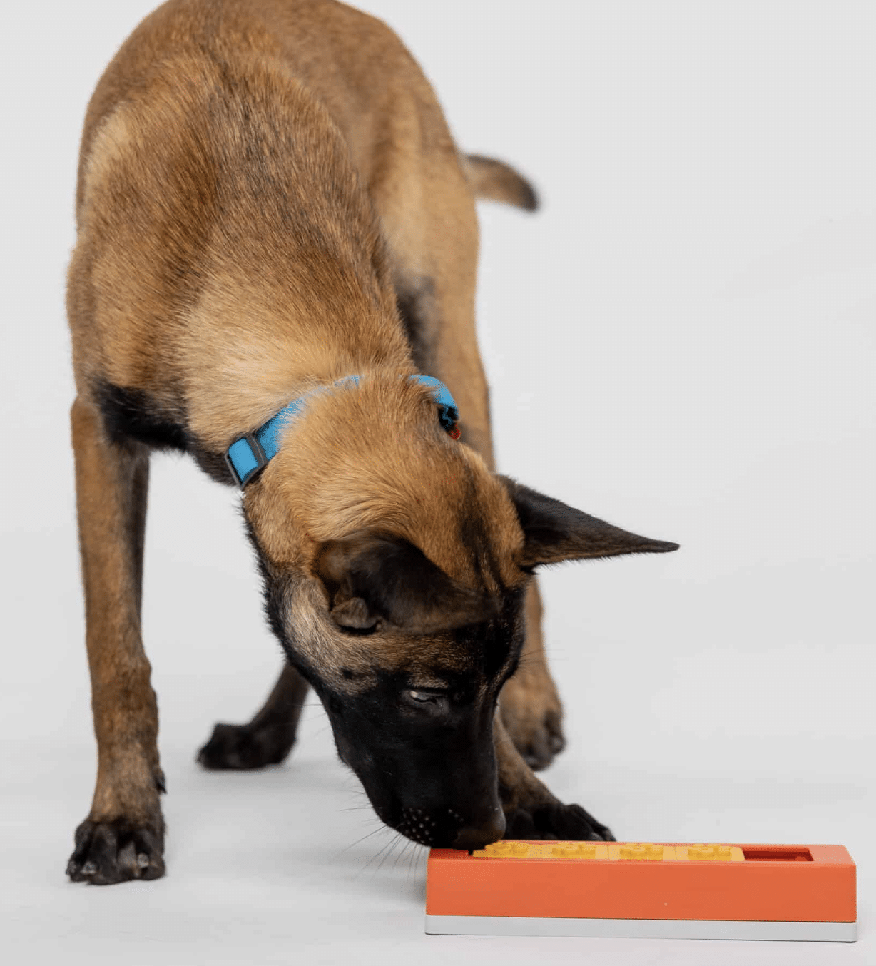 ZHU PAWZLE NIVEAU 1 _ PAWZLER