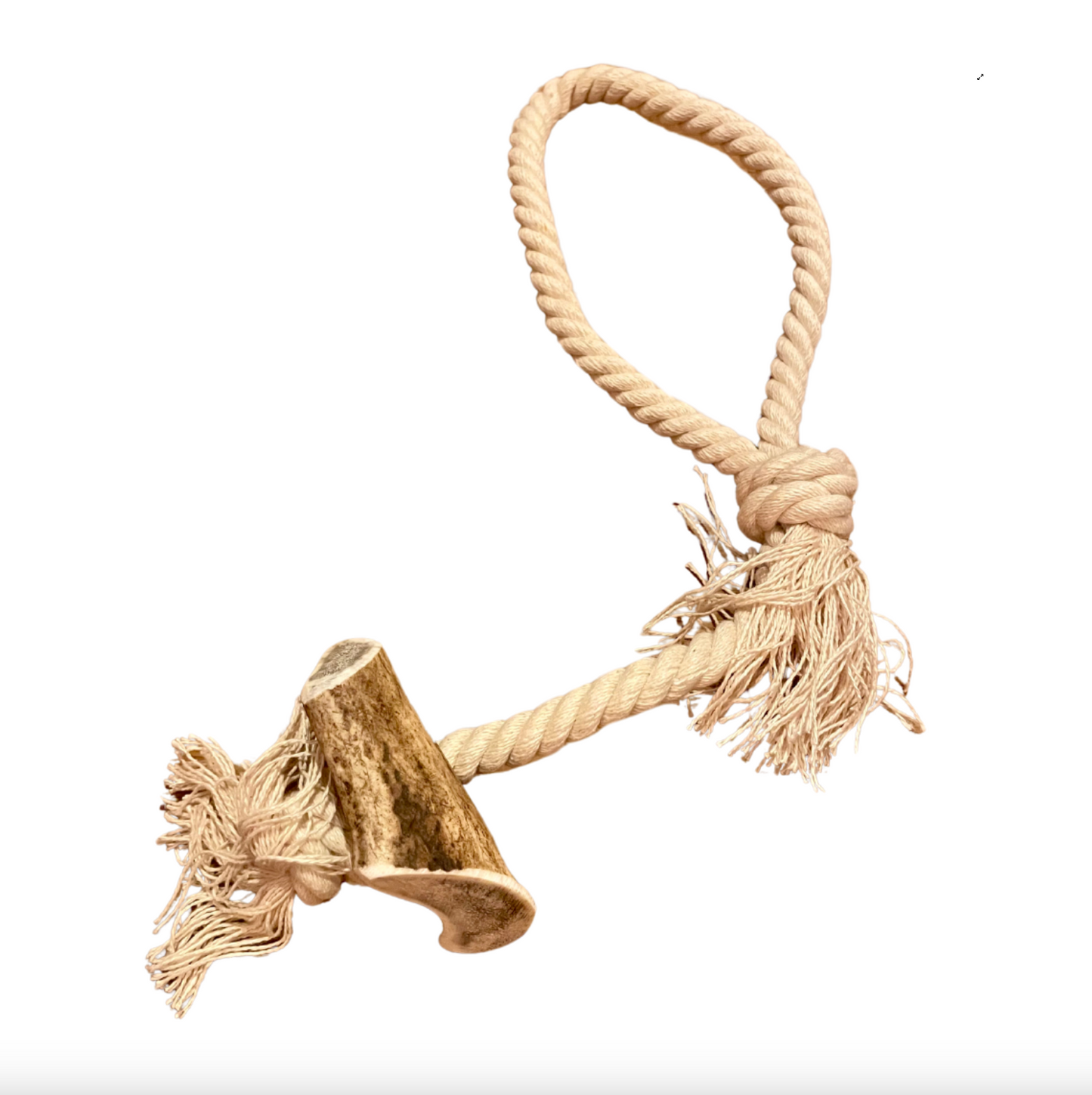 Bois de cerf avec corde LOOP-jouet de mastication naturelle