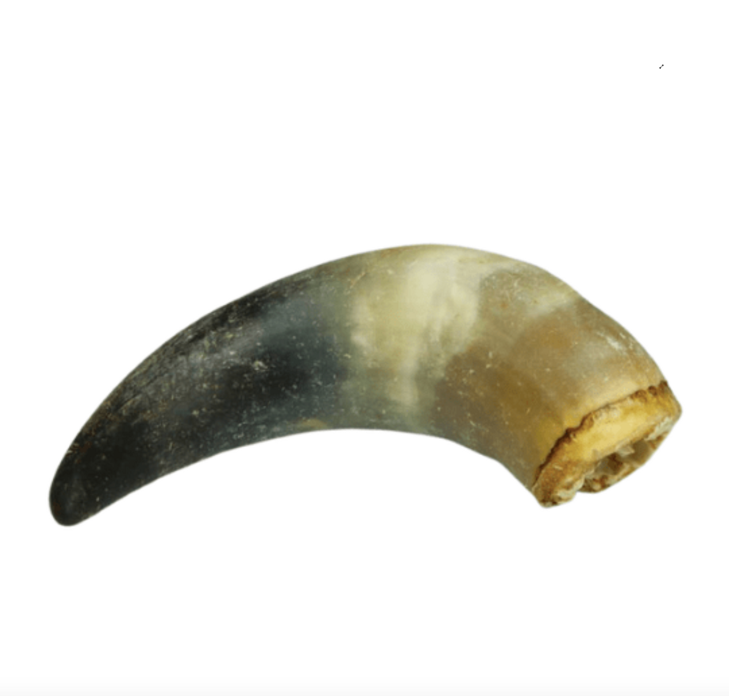 Corne de boeuf pleine