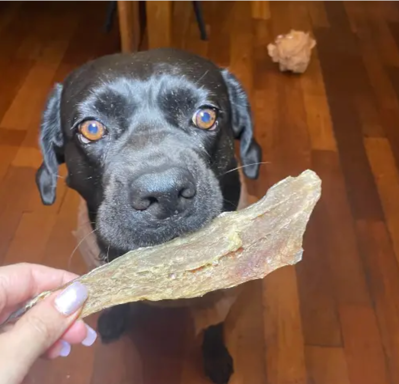 Filet de merlu pour chien