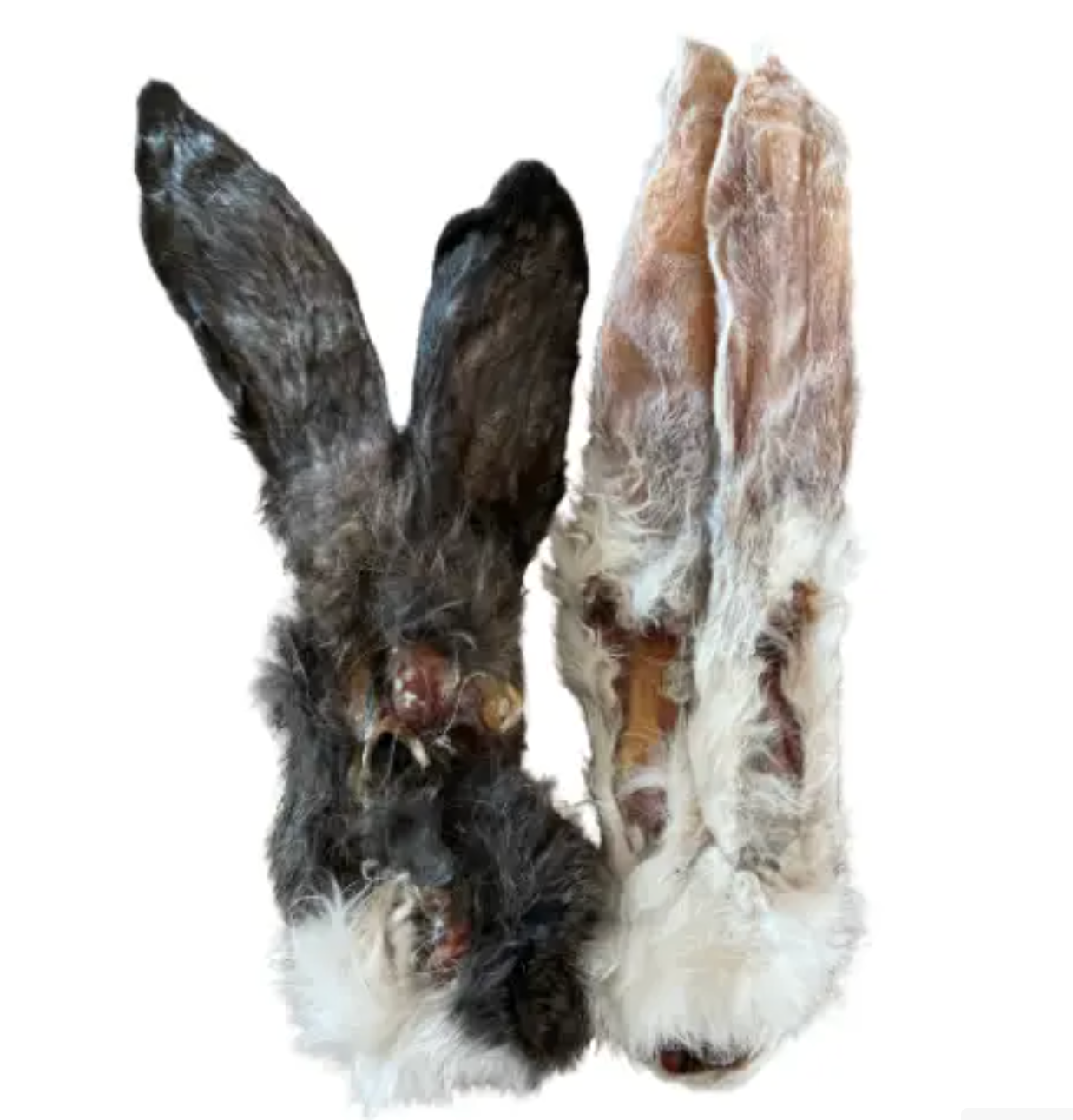 Oreille de lapin avec poil