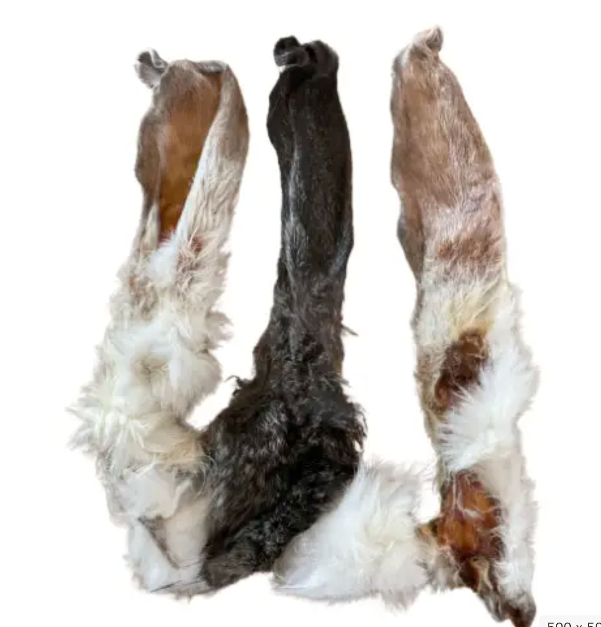 Oreille de lapin avec poil