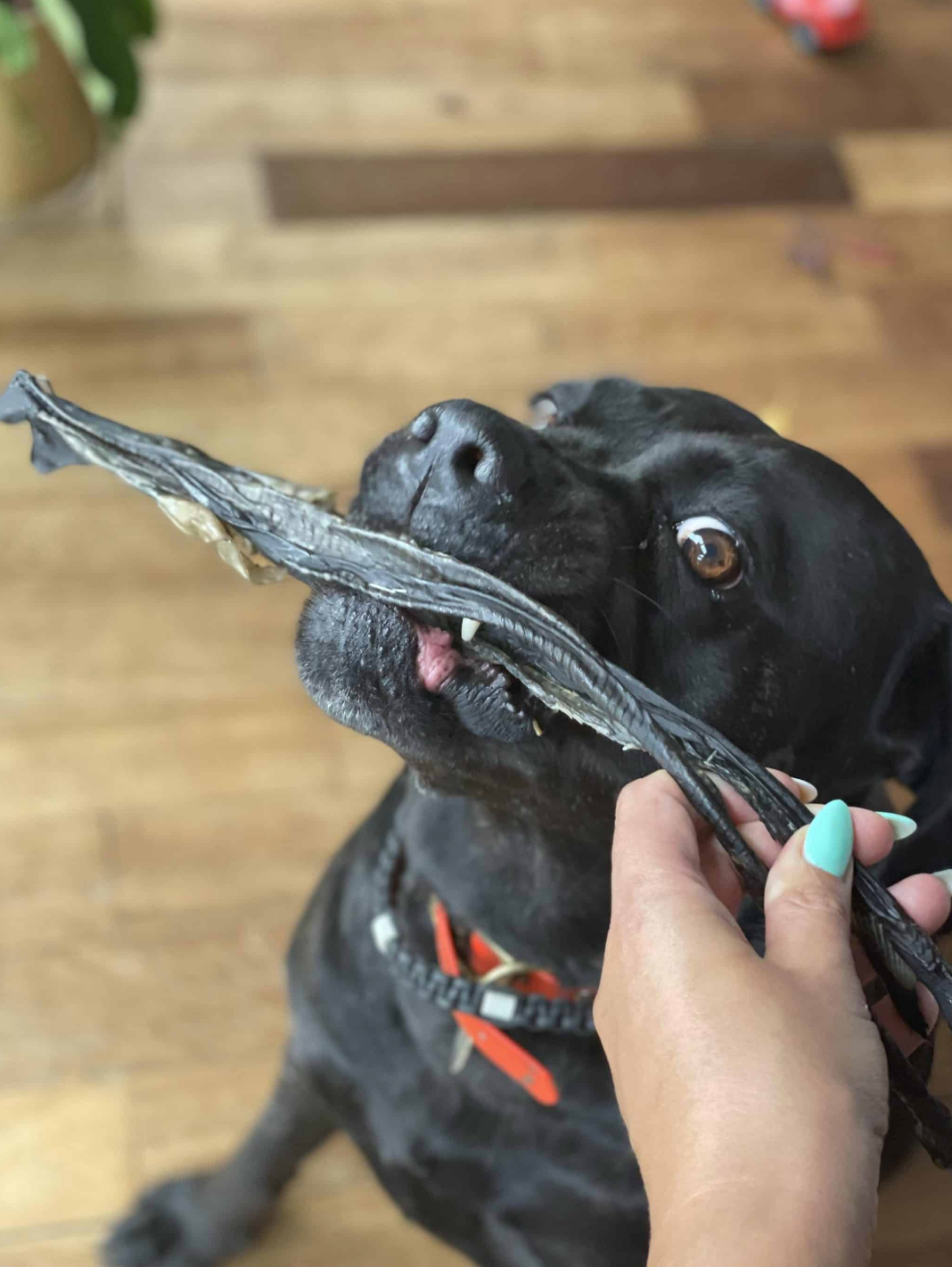 Peau de poisson chat - Friandise naturelle pour chien