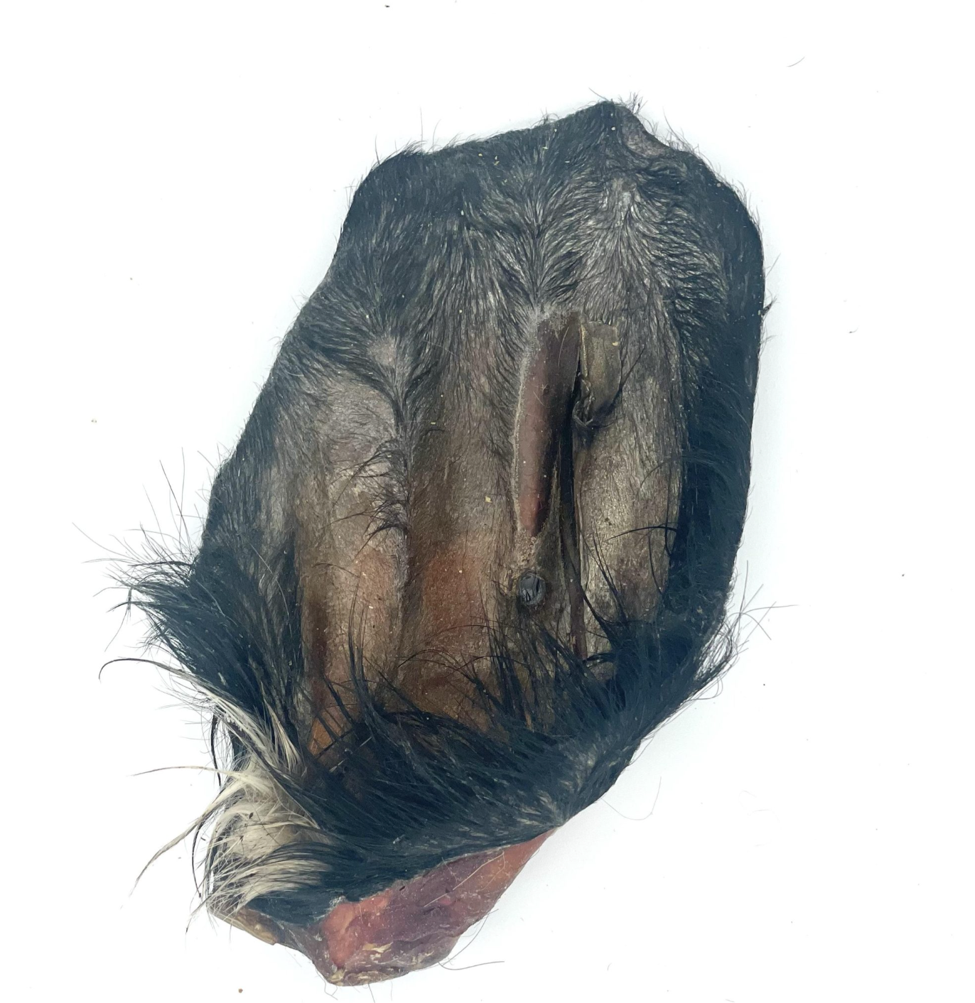 Oreille de boeuf avec poil