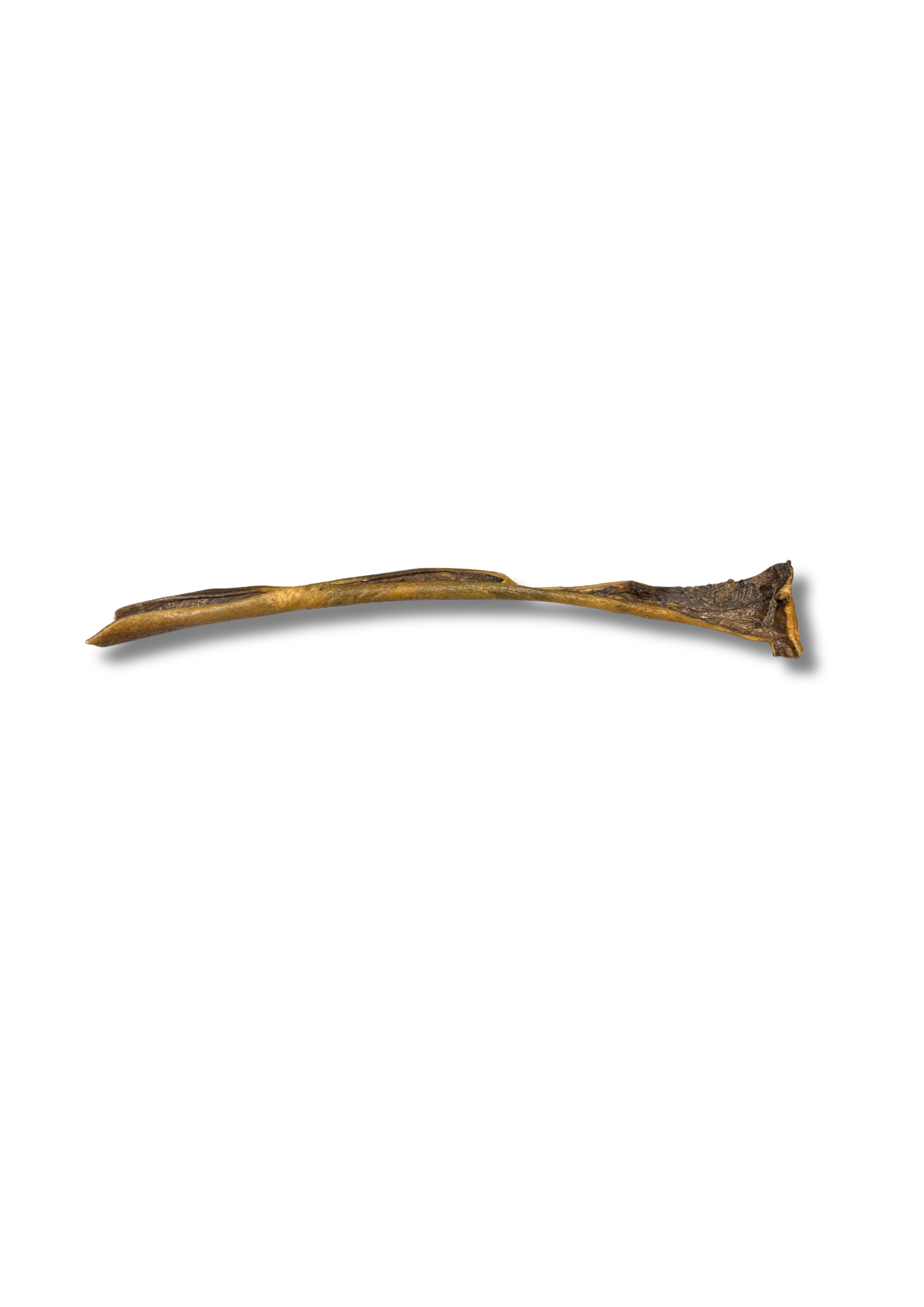 Peau de sanglier 50cm