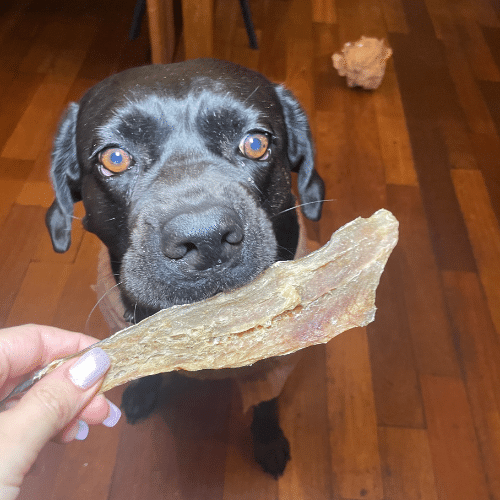 Filet de merlu pour chien