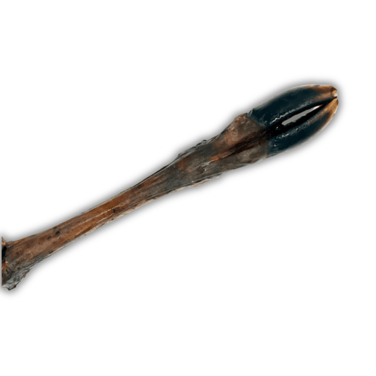 Jambe de cerf sans poils