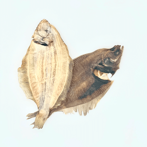 Limande -poisson pour chien