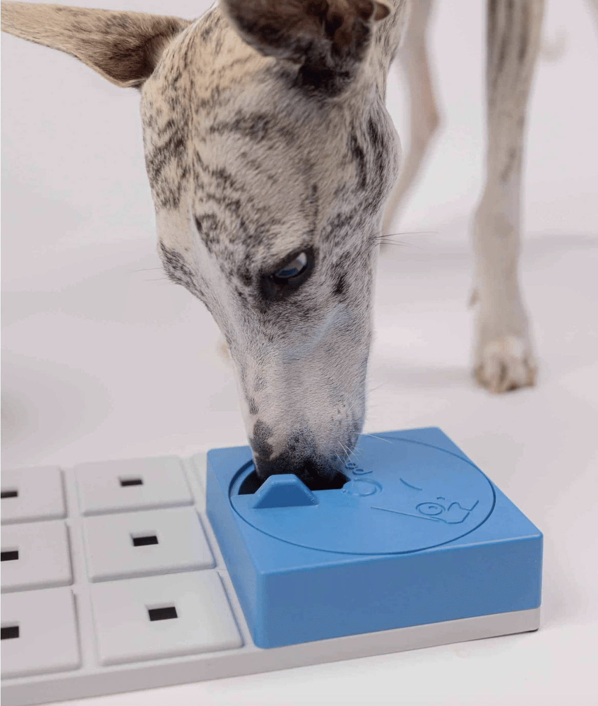 OLI PAWZLE NIVEAU 1 _ PAWZLER