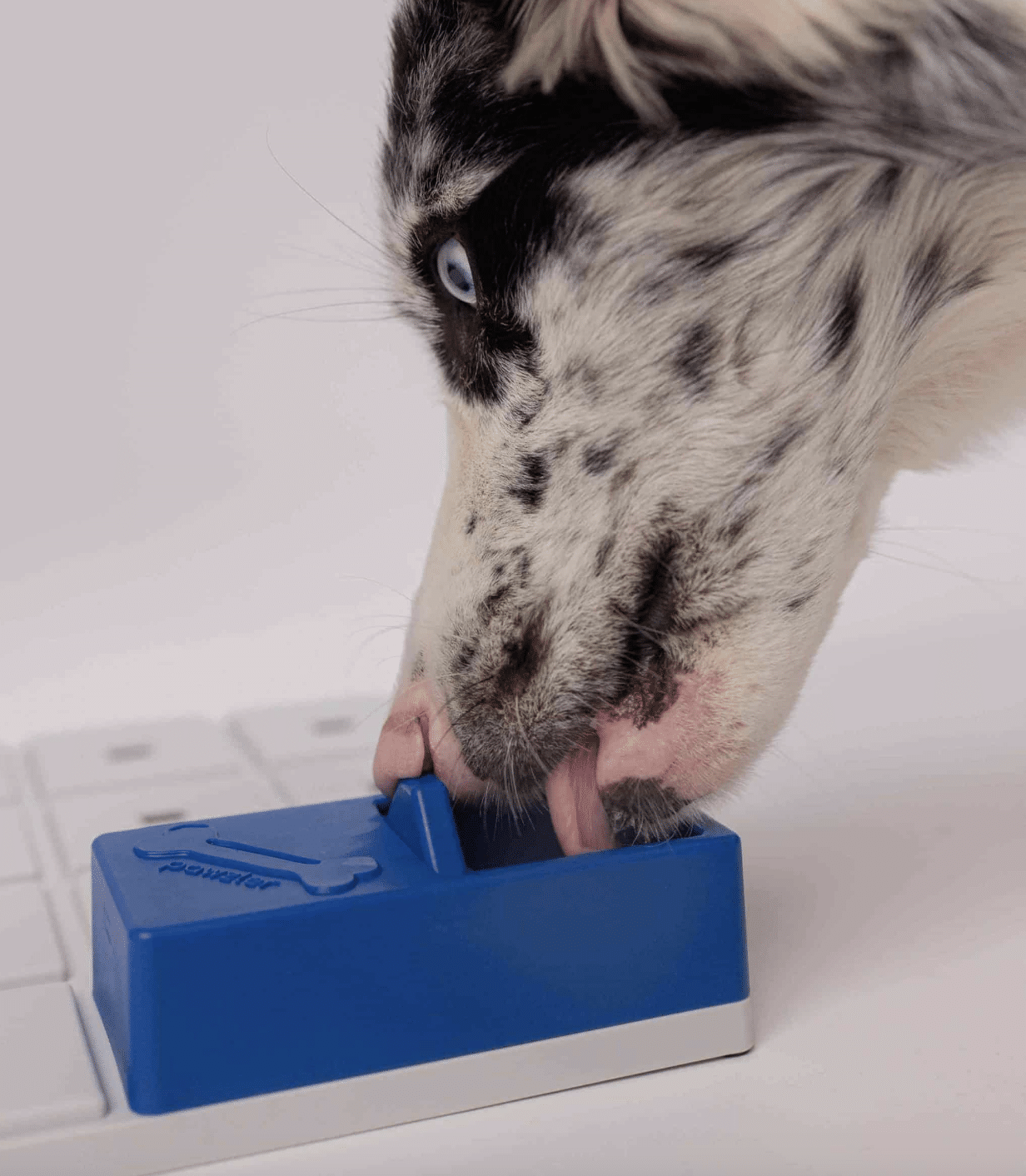 ONIX PAWZLE NIVEAU 1 _ PAWZLER