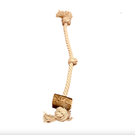 Bois de cerf avec corde STRING-jouet de mastication naturelle