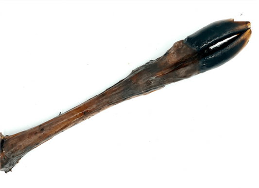 Jambe de cerf sans poils