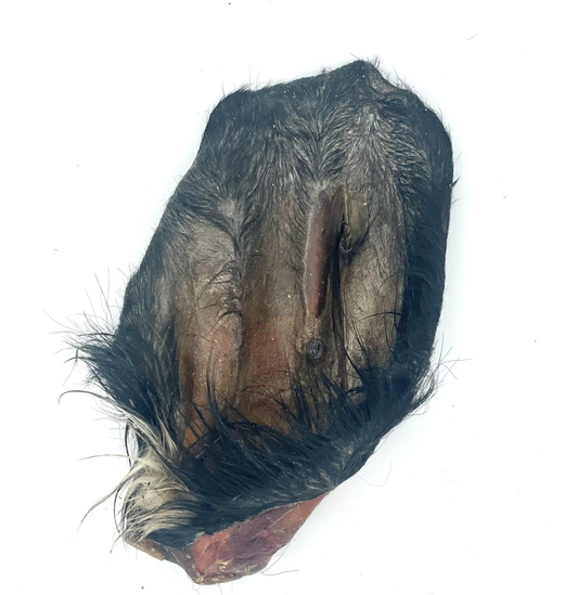 Oreille de boeuf avec poil