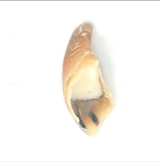 Sabot de veau fourré à la graisse de mouton